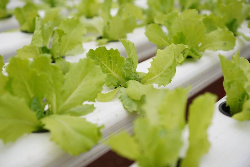 Life and produce at Rassba Farm