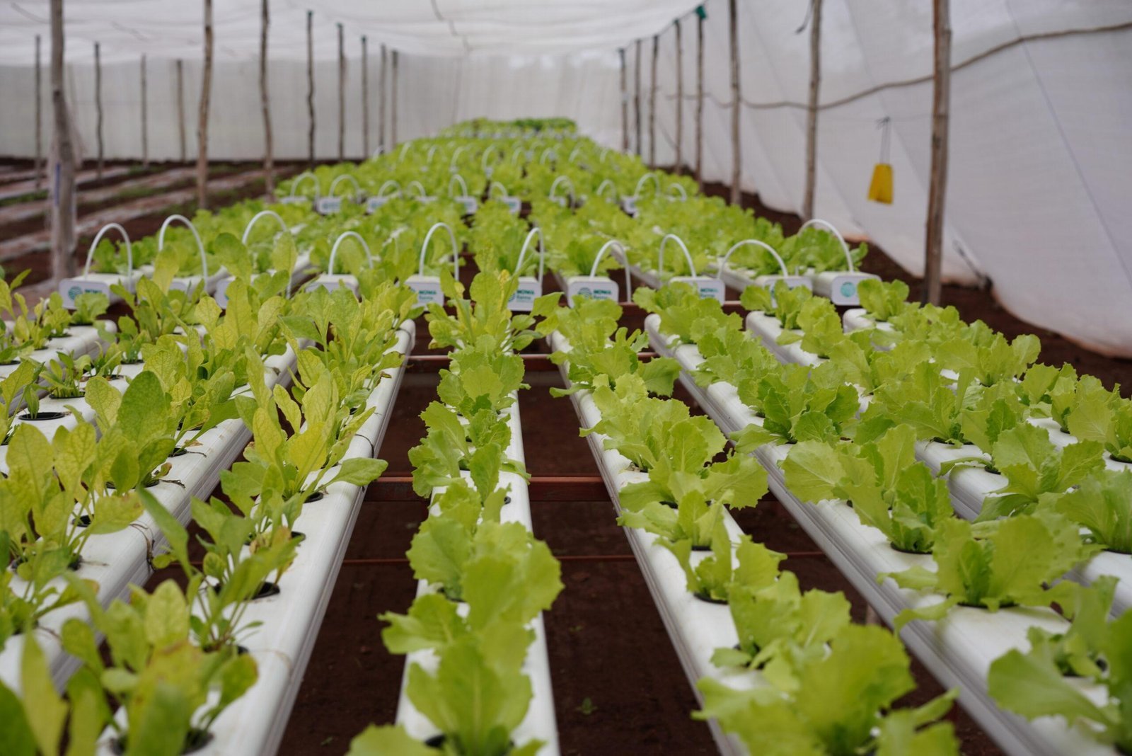 Life and produce at Rassba Farm