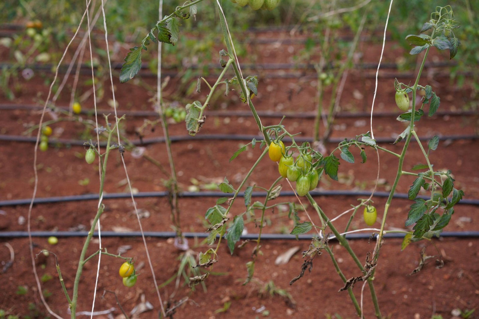 Life and produce at Rassba Farm