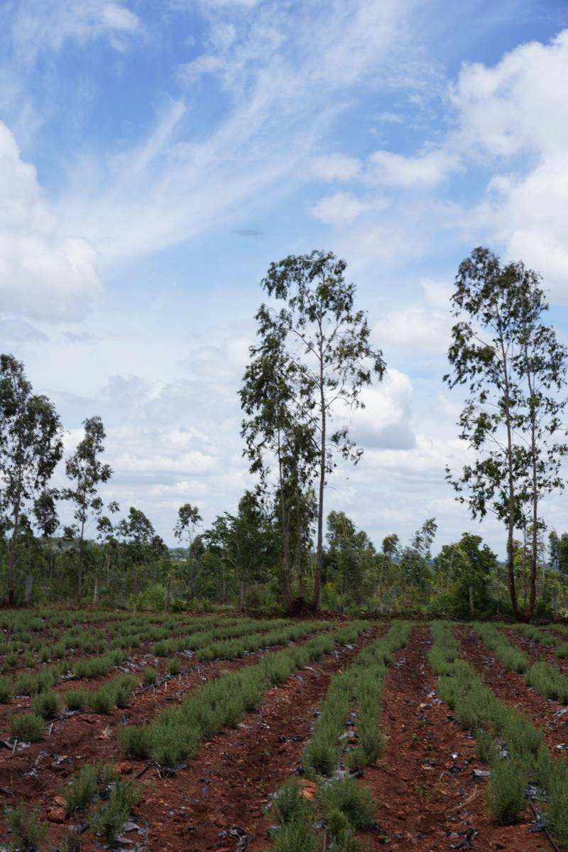 Life and produce at Rassba Farm